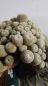 Preview: Epithelantha-pachyrhiza-SB325